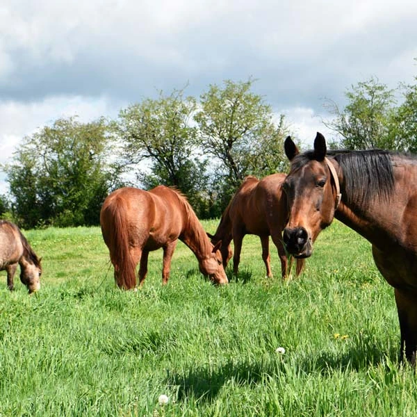 Pension pour chevaux à Aubazat, Haute-Loire